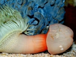 マ○コ丸出しのケツみたいな生物発見